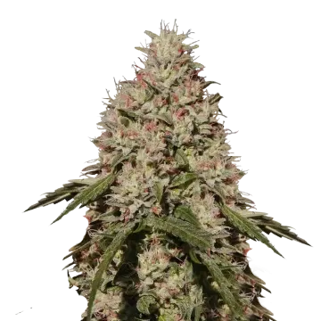 plante de cannabis Death Star