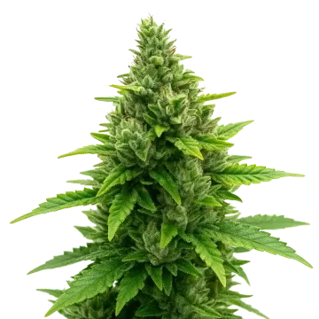 plante de cannabis Diesel Auto