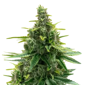 plante de cannabis Diesel