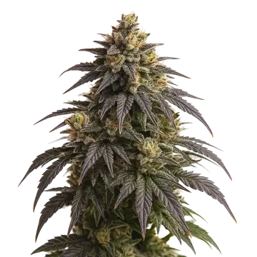 plante de cannabis Do-si-Dos Auto