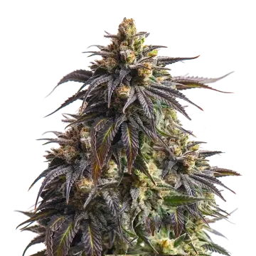 plante de cannabis Do-Si-Dos