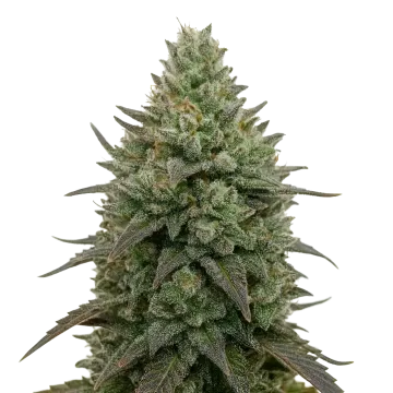 plante de cannabis Donny Burger