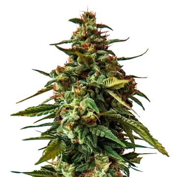 plante de cannabis Doug's Varin