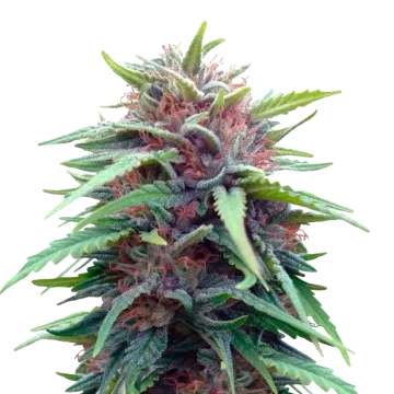 plante de cannabis Durban Poison