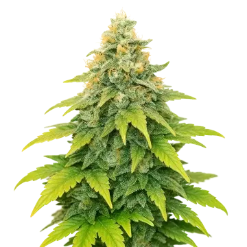 plante de cannabis Fat Bastard Auto