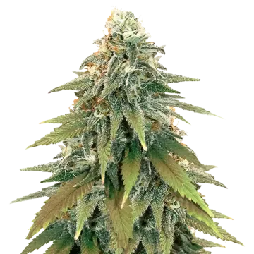 plante de cannabis Fat Bastard