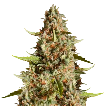 plante de cannabis Fire OG