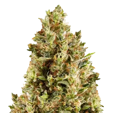 plante de cannabis Forbidden Fruit