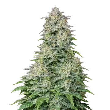 plante de cannabis Forbidden Runtz Auto