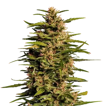 plante de cannabis Fruity Pebbles
