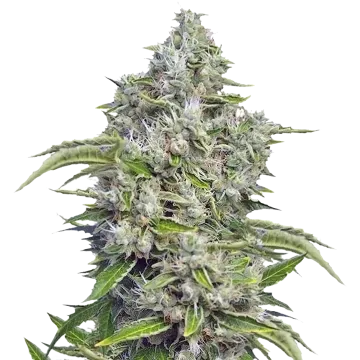 plante de cannabis Future #1