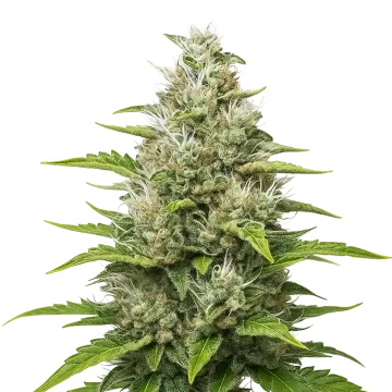 plante de cannabis Future #1 Auto