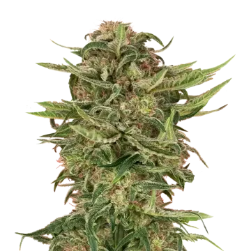 plante de cannabis G13