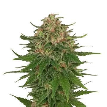 plante de cannabis G13 Auto