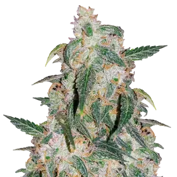 plante de cannabis Gary Payton