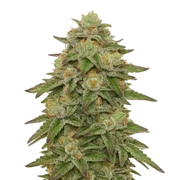 plante de cannabis Gelato Auto