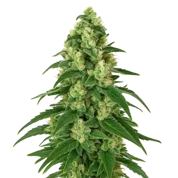 plante de cannabis Girl Scout Cookies Auto