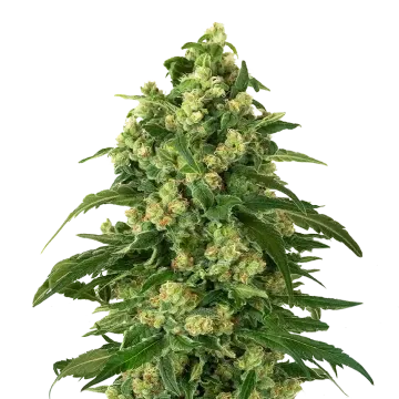 plante de cannabis Girl Scout Cookies