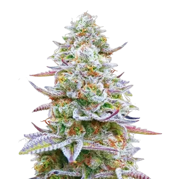 plante de cannabis Glitter Bomb
