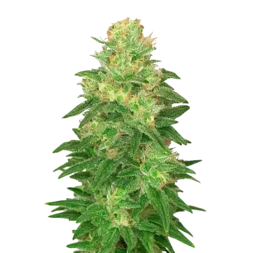 plante de cannabis Glookies Auto