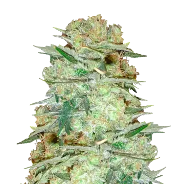 plante de cannabis Glookies