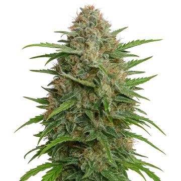 plante de cannabis GMO Cookies Auto