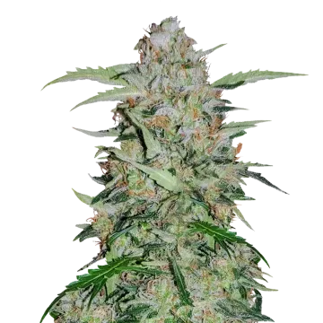 plante de cannabis GMO Cookies