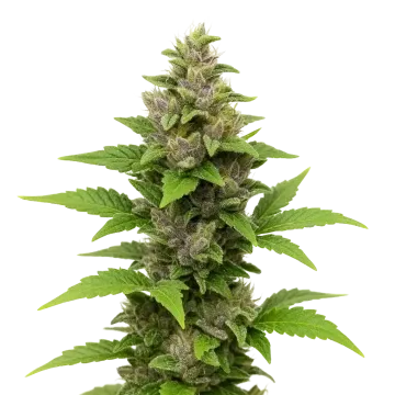 plante de cannabis Godfather OG Auto