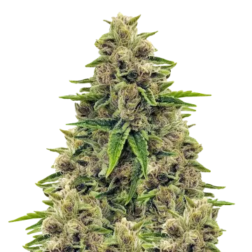 plante de cannabis Godfather OG