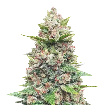 plante de cannabis God's Gift