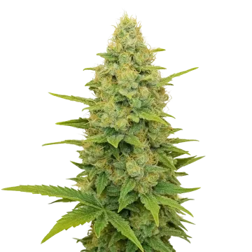 plante de cannabis Gold Leaf Auto