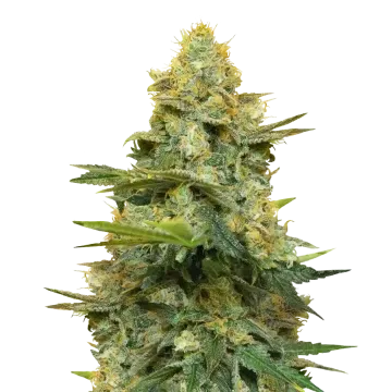 plante de cannabis Gold Leaf