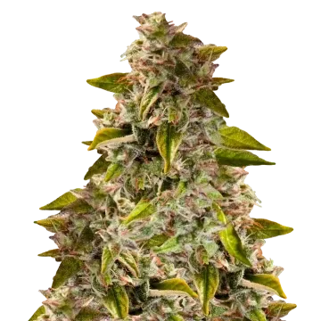 plante de cannabis Golden Goat