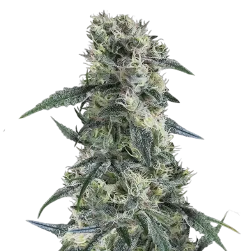 plante de cannabis Gorilla Cookies