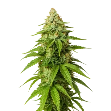 plante de cannabis Gorilla Glue Auto