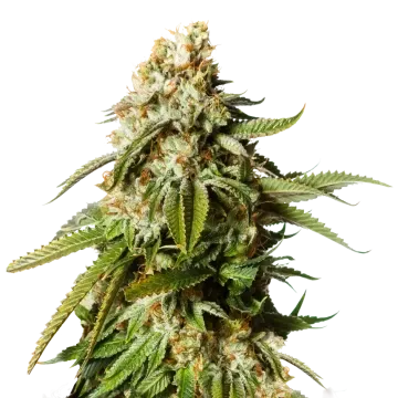plante de cannabis Gorilla Glue