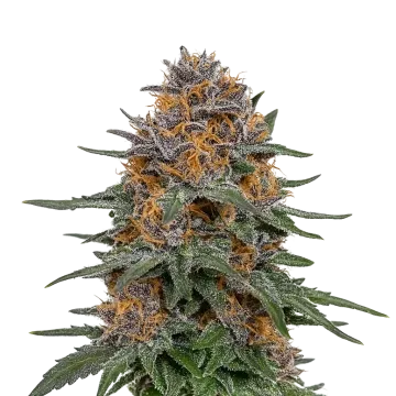 plante de cannabis Granddaddy Purple Auto