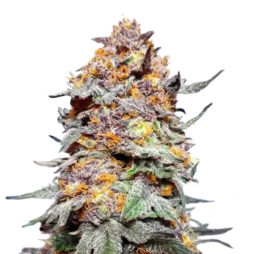 plante de cannabis Granddaddy Purple