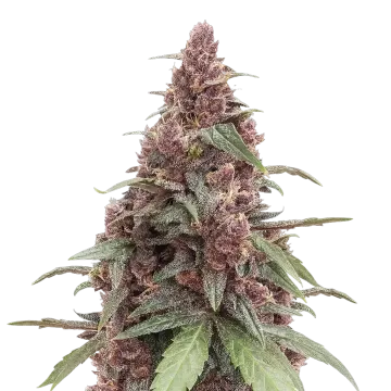 plante de cannabis Grandmommy Purple
