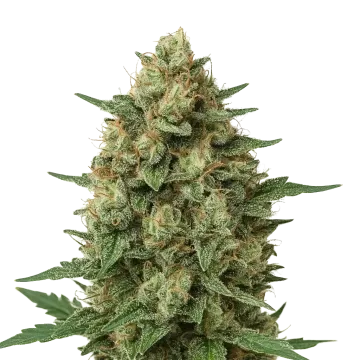 plante de cannabis Grape Ape Auto