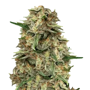 plante de cannabis Grape Ape