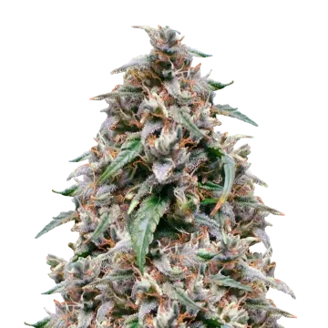 plante de cannabis Grease Monkey