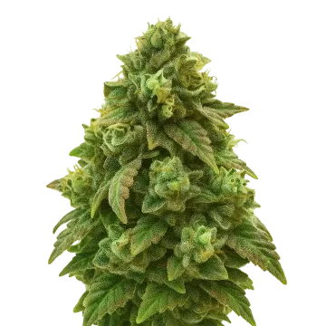 plante de cannabis Green Crack Auto
