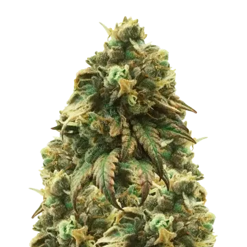 plante de cannabis Green Crack