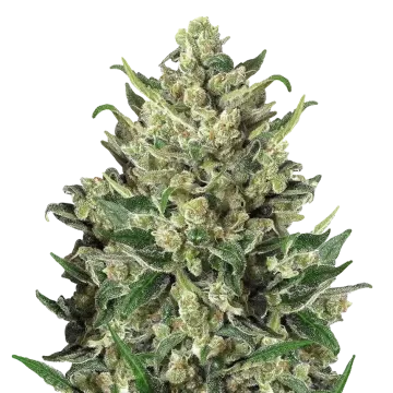 plante de cannabis Green Poison
