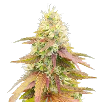 plante de cannabis Gumbo