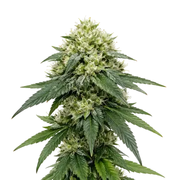 plante de cannabis Gush Mints Auto