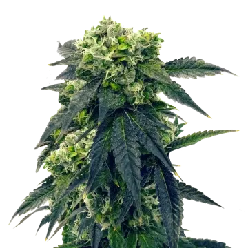 plante de cannabis Gush Mints