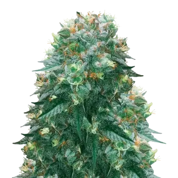 plante de cannabis Harlequin