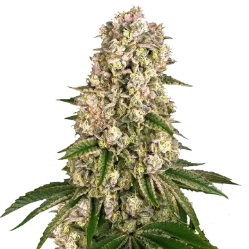 plante de cannabis Hash Plant